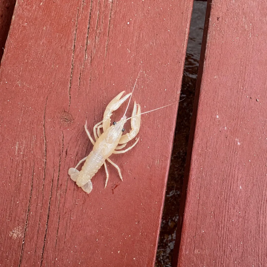 Virile crayfish caught on Fishbrain