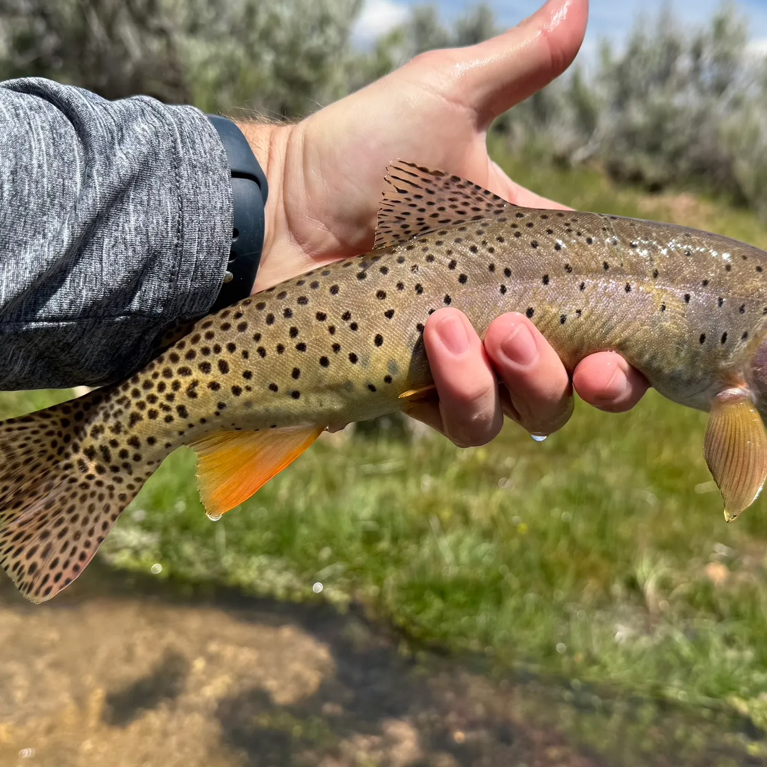 The most recent Bear River cutthroat trout catches on Fishbrain