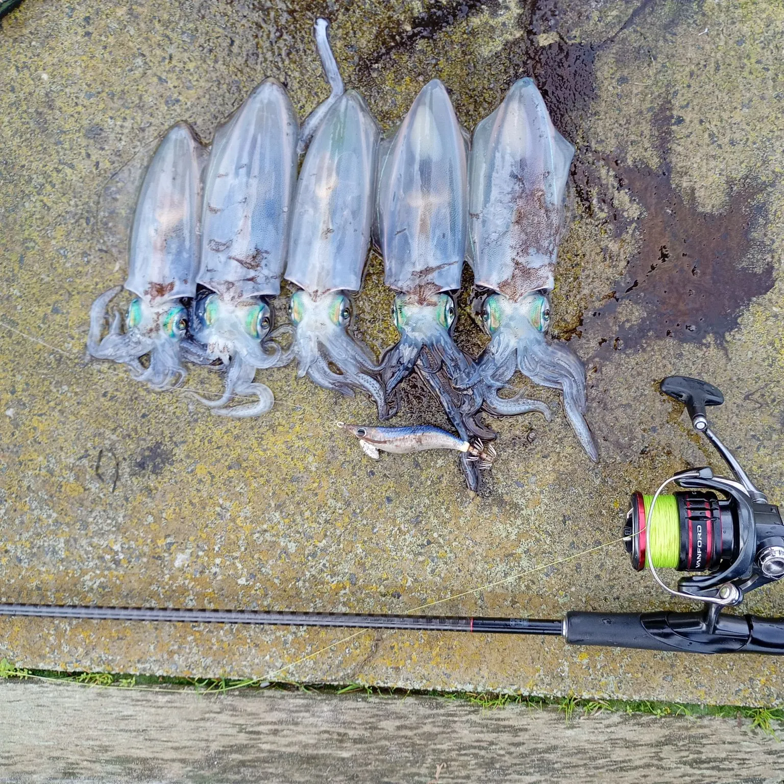 The most recent Southern calamari catches on Fishbrain