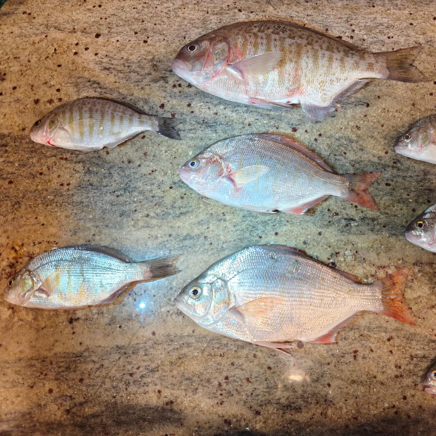 The most recent Redtail surfperch catches on Fishbrain