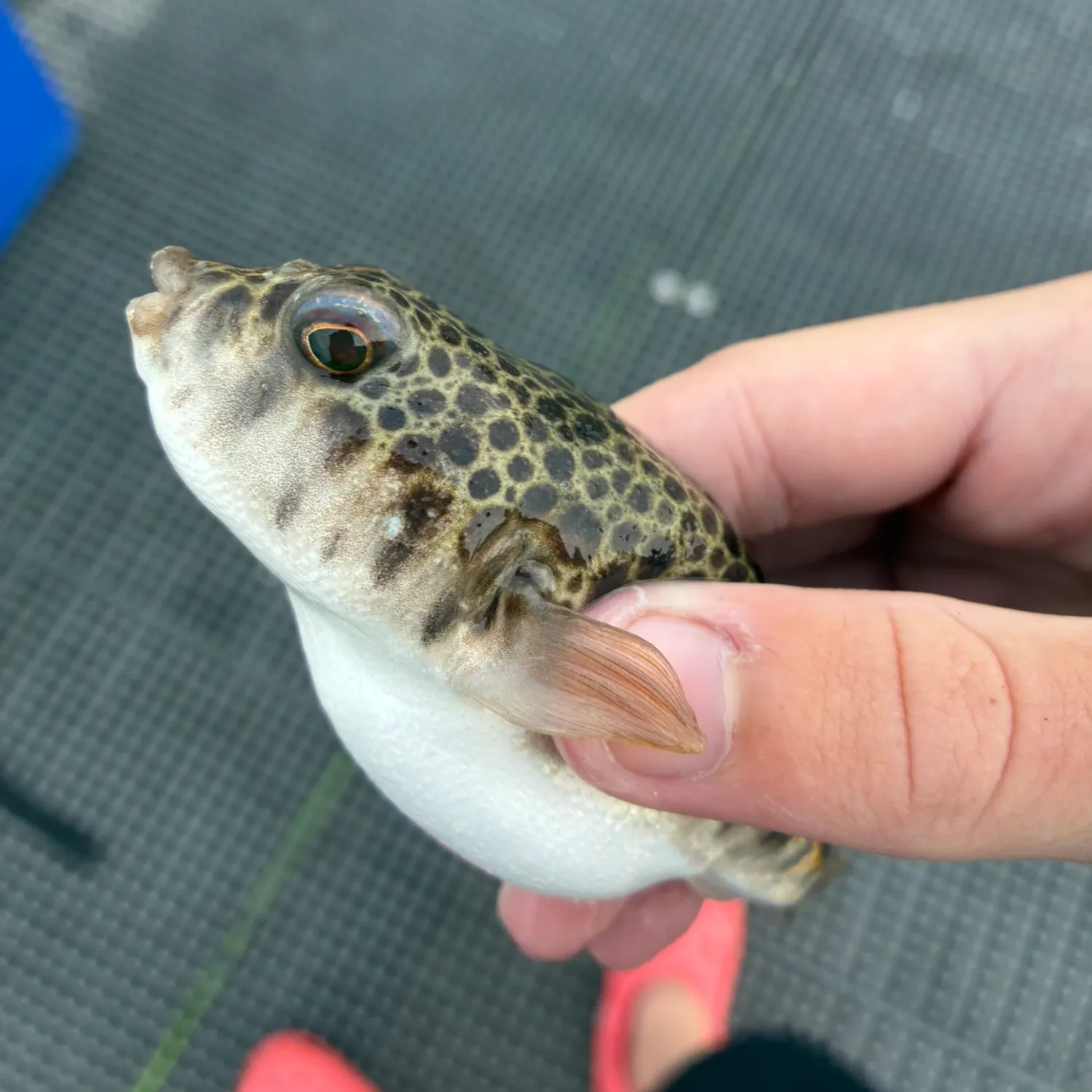 The most recent Smooth toadfish catches on Fishbrain