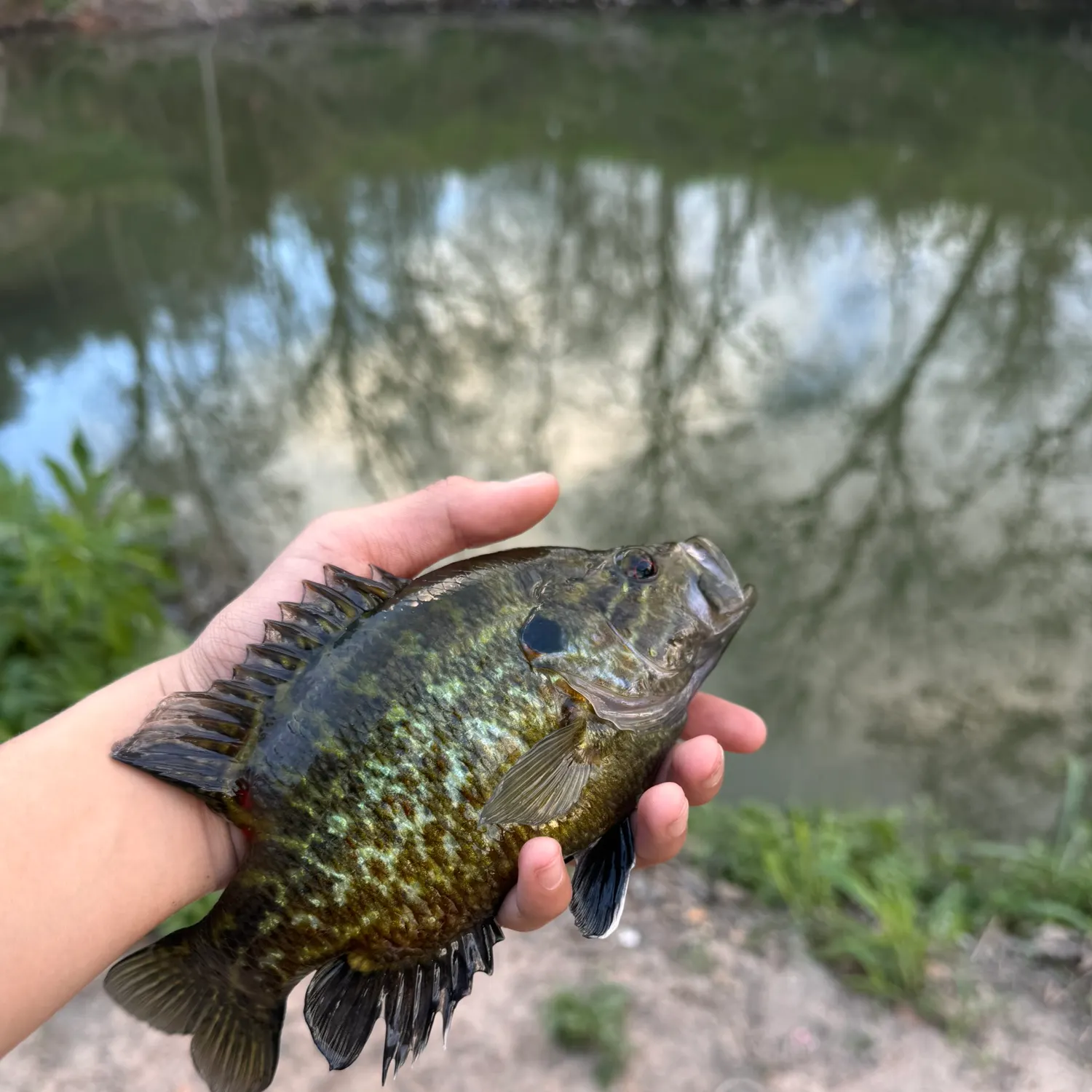 The most recent Warmouth x green sunfish catches on Fishbrain