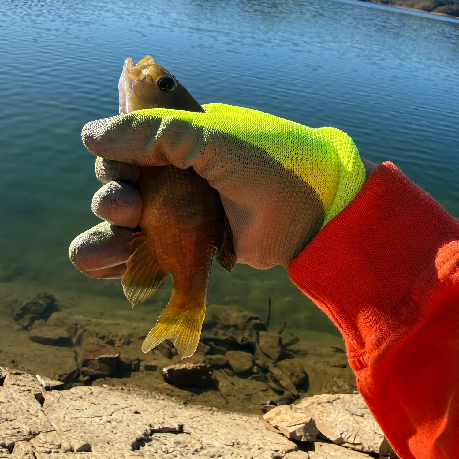 Green sunfish caught on Fishbrain