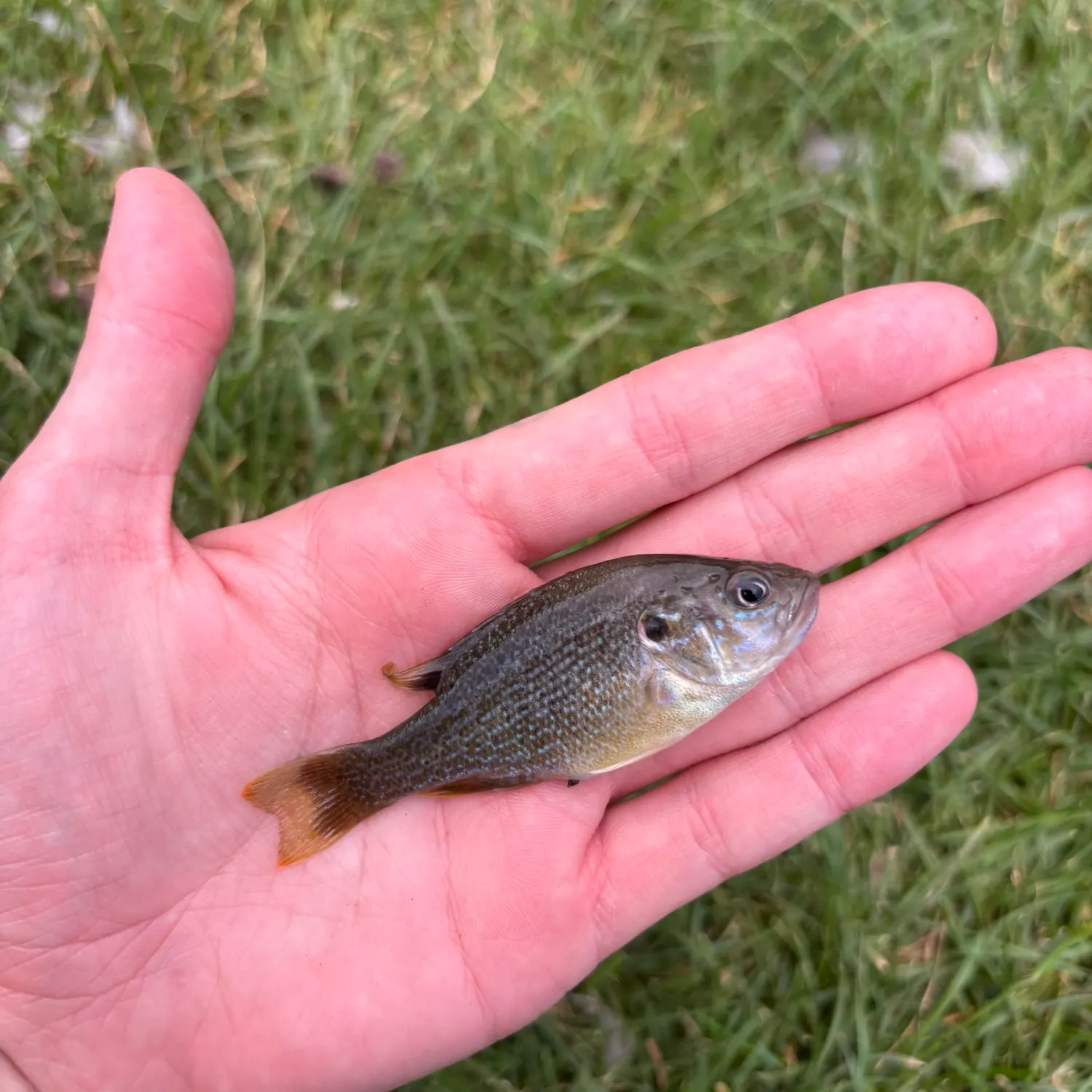 Green sunfish caught on Fishbrain