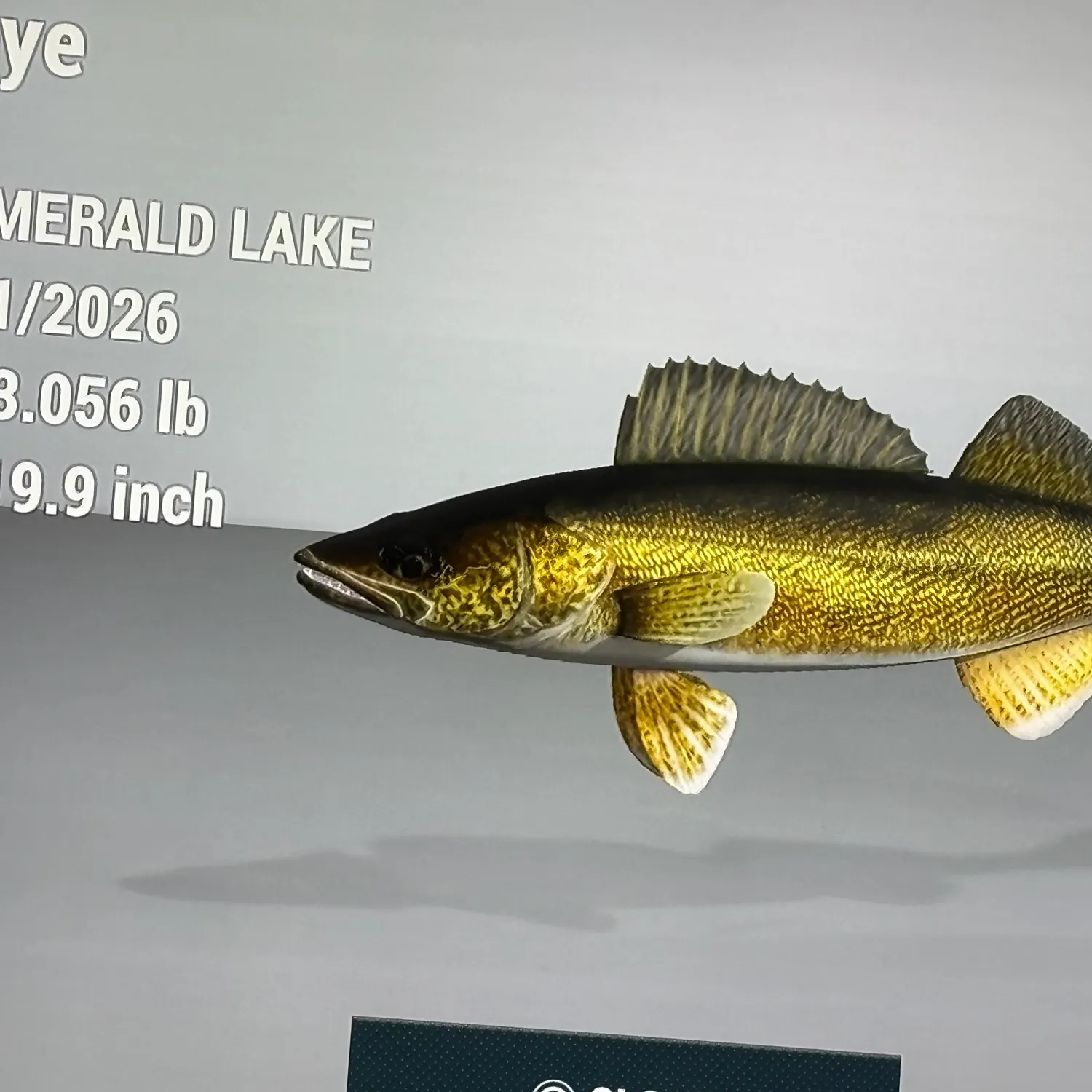 Walleye caught on Fishbrain