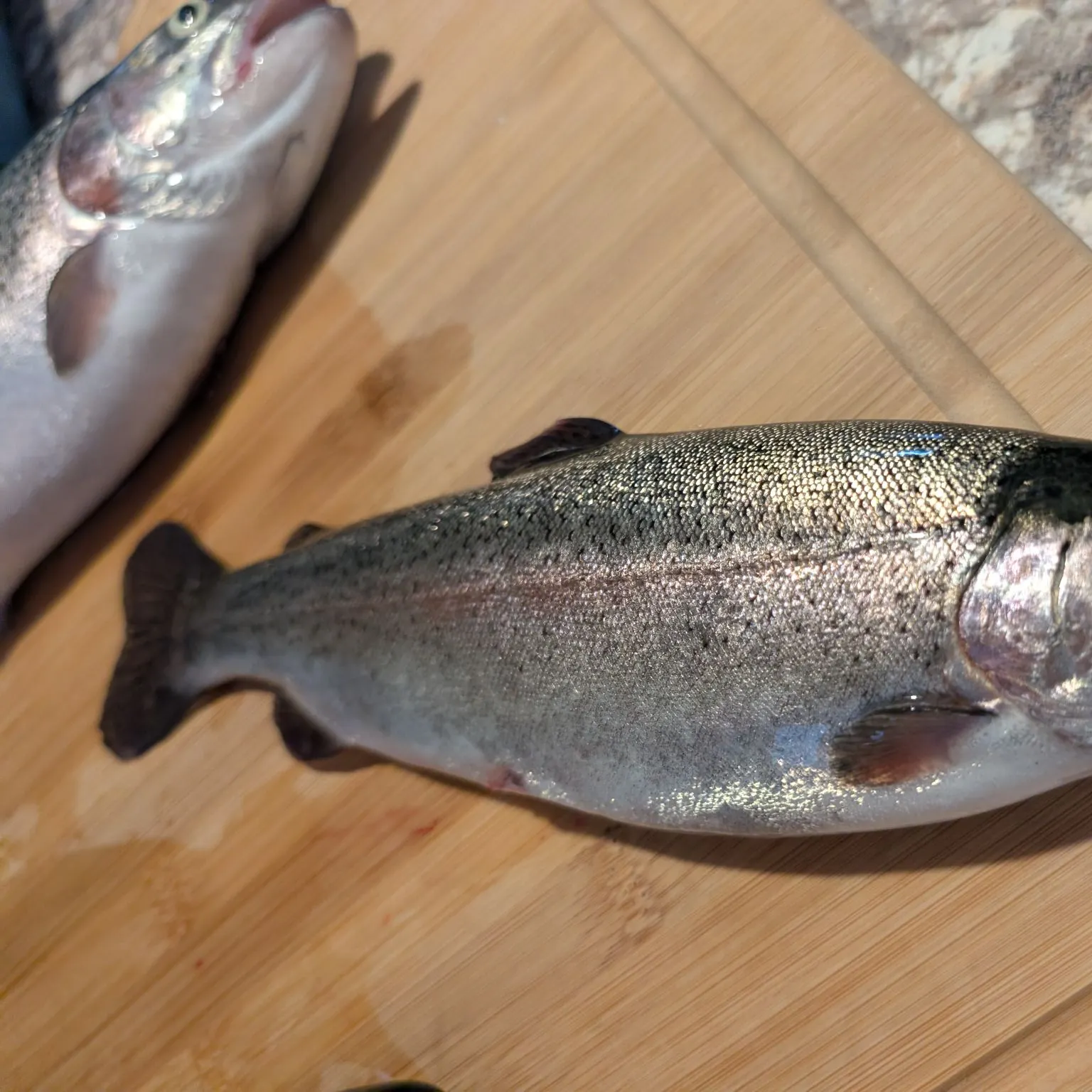 Rainbow trout caught on Fishbrain