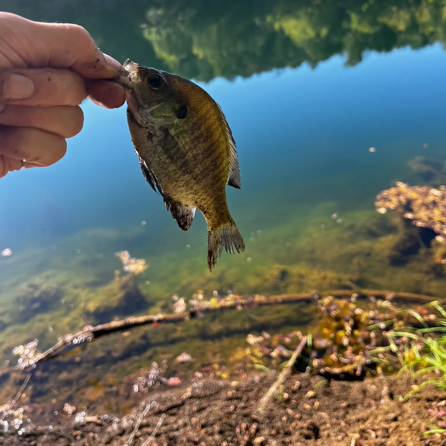 Bluegill caught on Fishbrain
