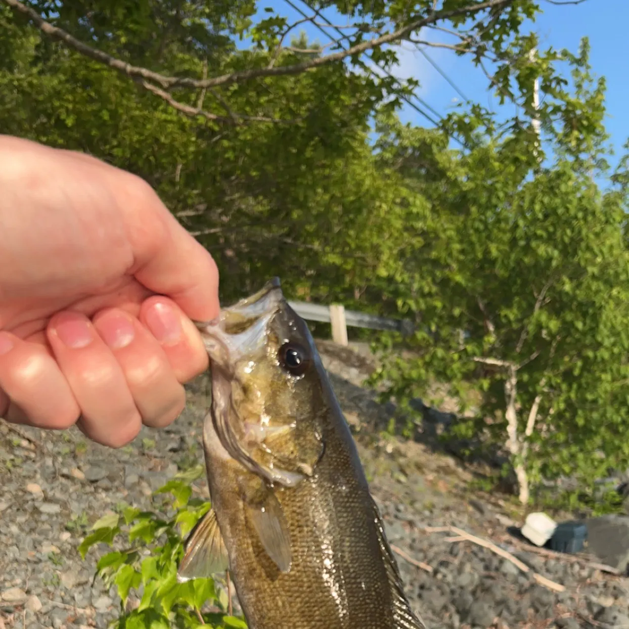 Smallmouth bass caught on Fishbrain