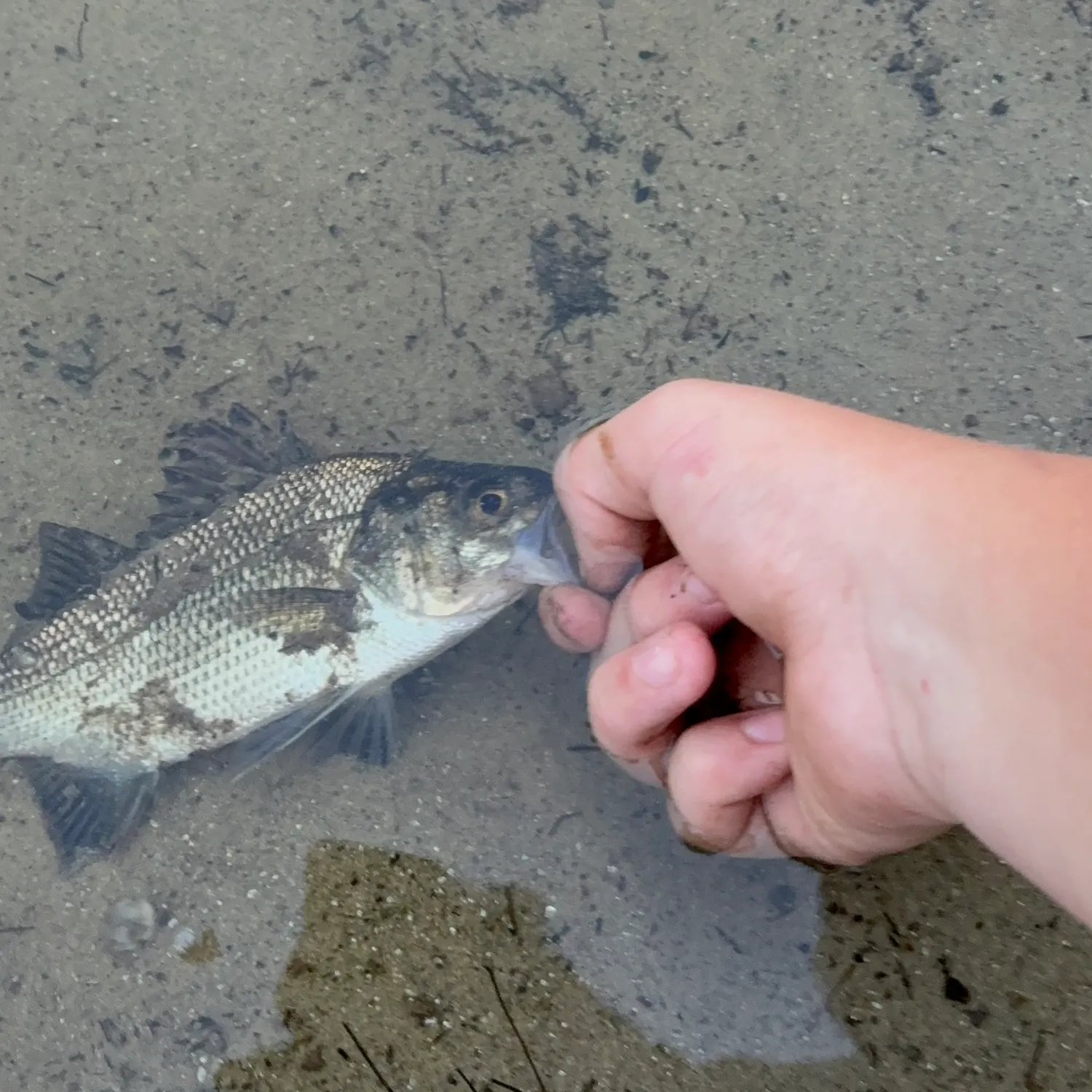 White perch caught on Fishbrain