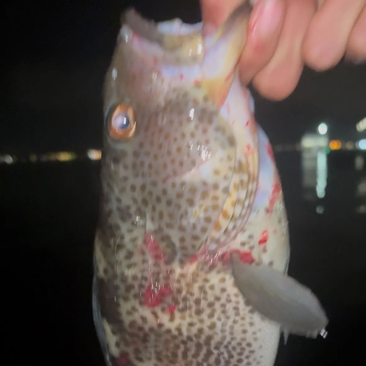 The most recent Spotted sand bass catches on Fishbrain