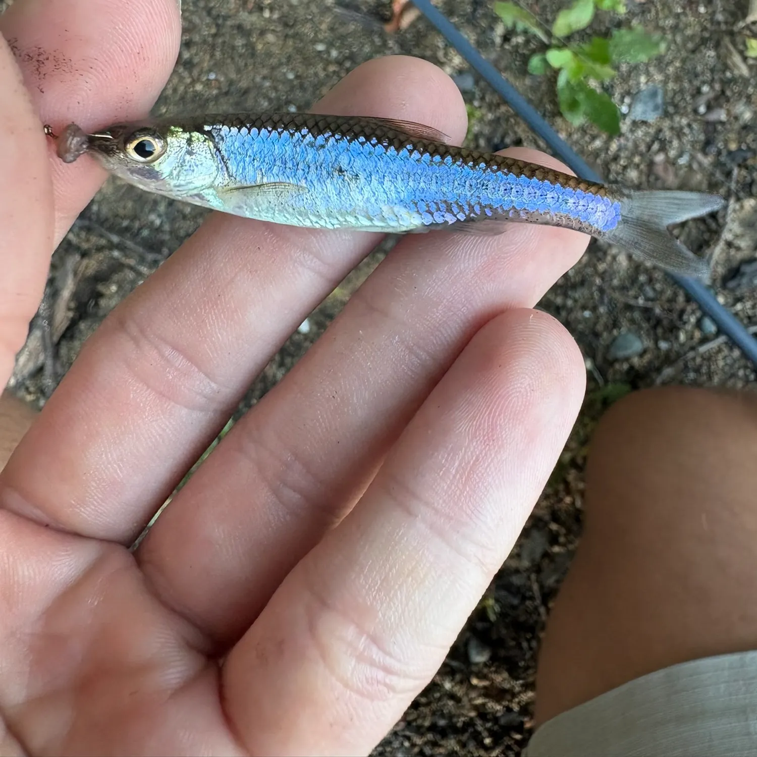 The most recent Plains sand shiner catches on Fishbrain