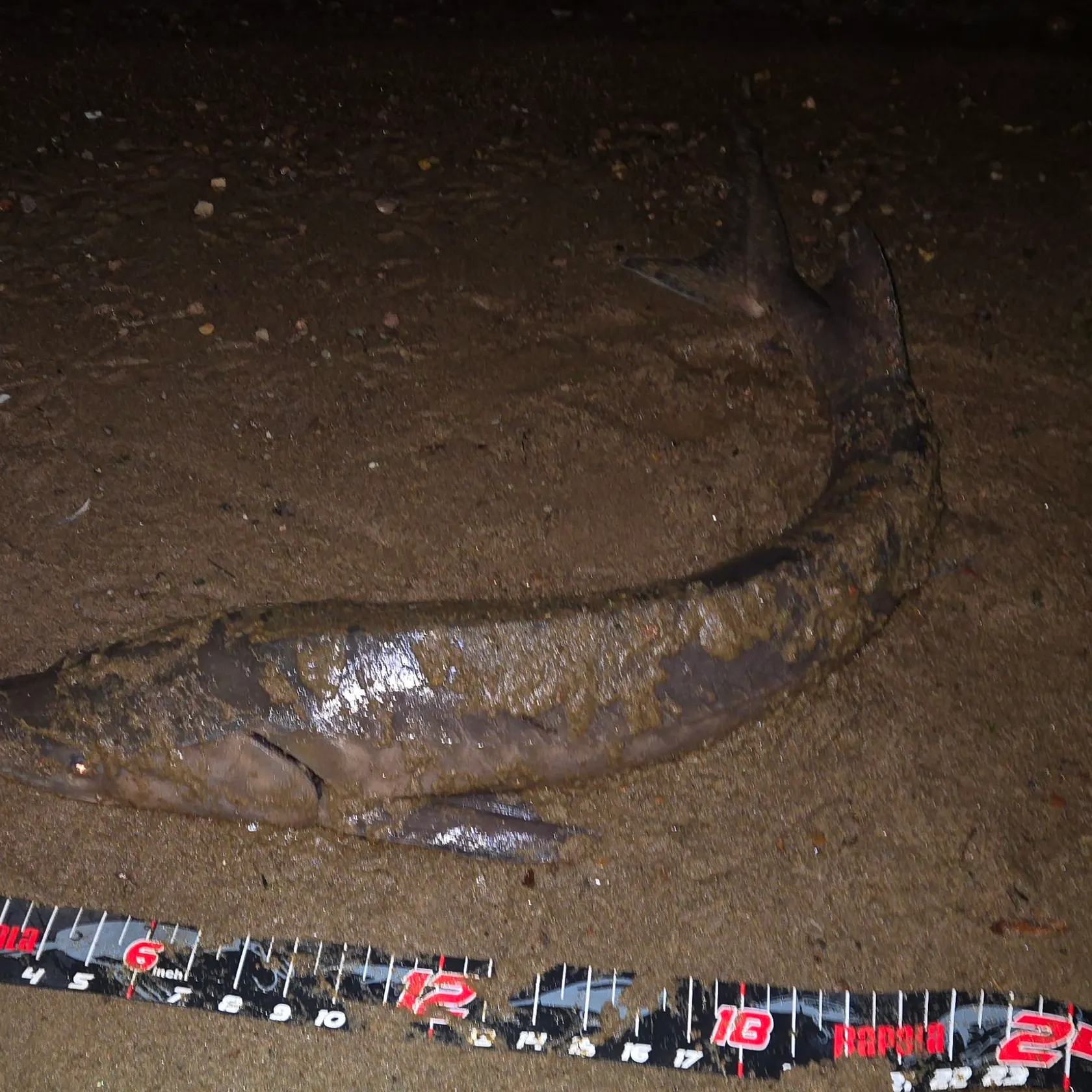 Lake sturgeon caught on Fishbrain
