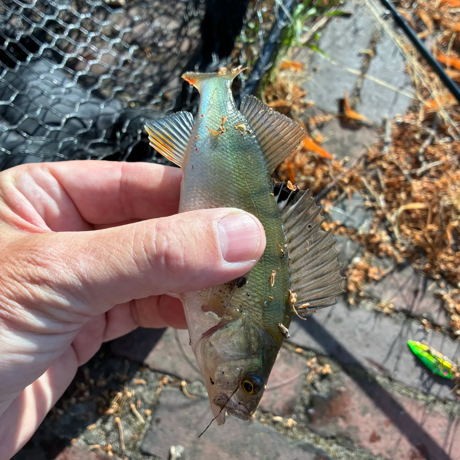 catch