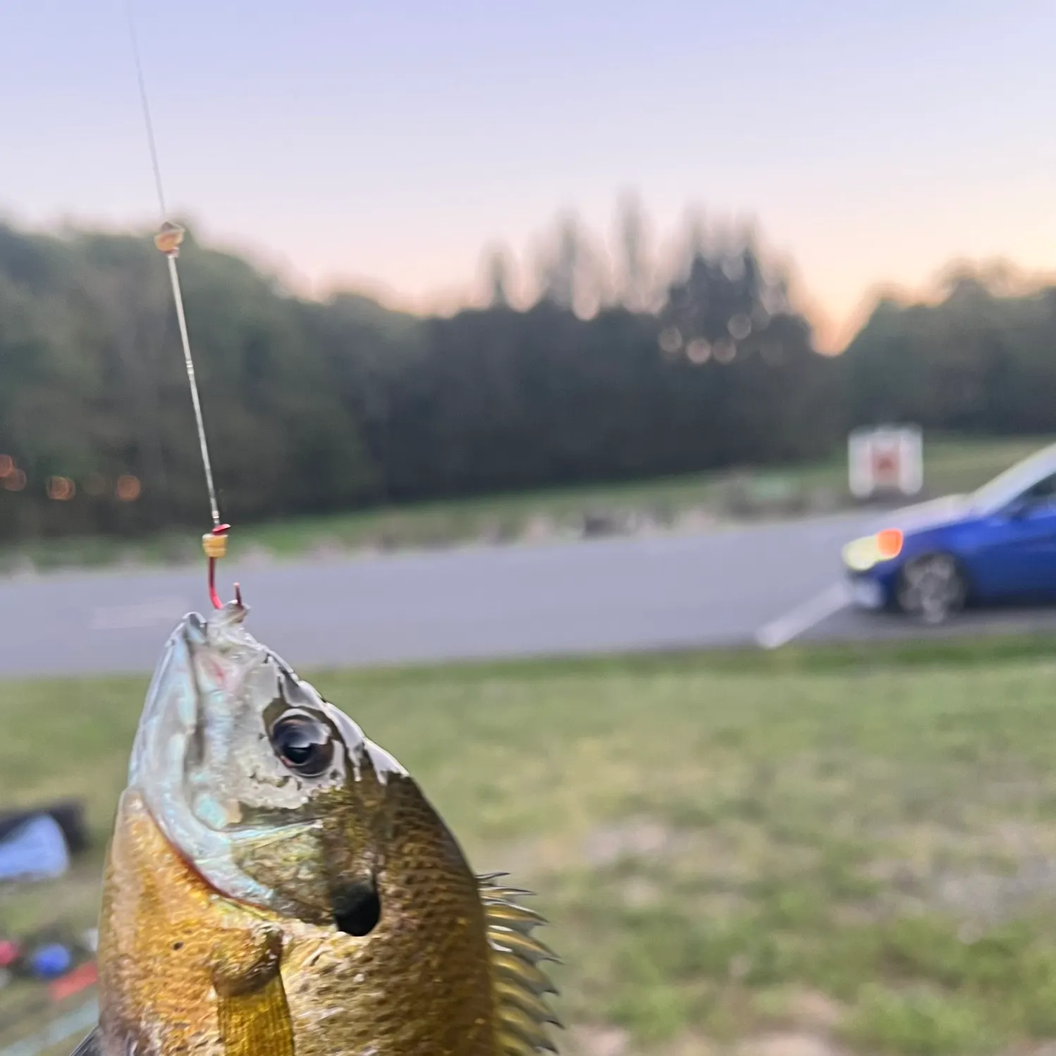 Bluegill caught on Fishbrain