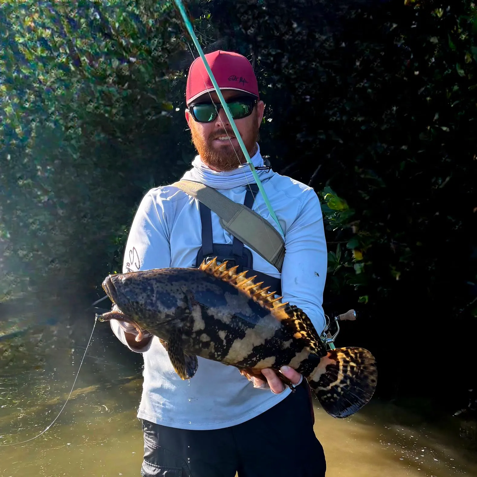 The most recent Atlantic goliath grouper catches on Fishbrain