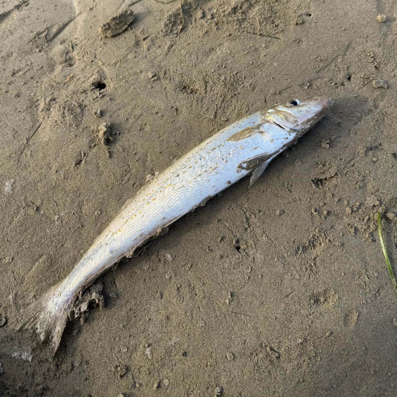 The most recent King George whiting catches on Fishbrain