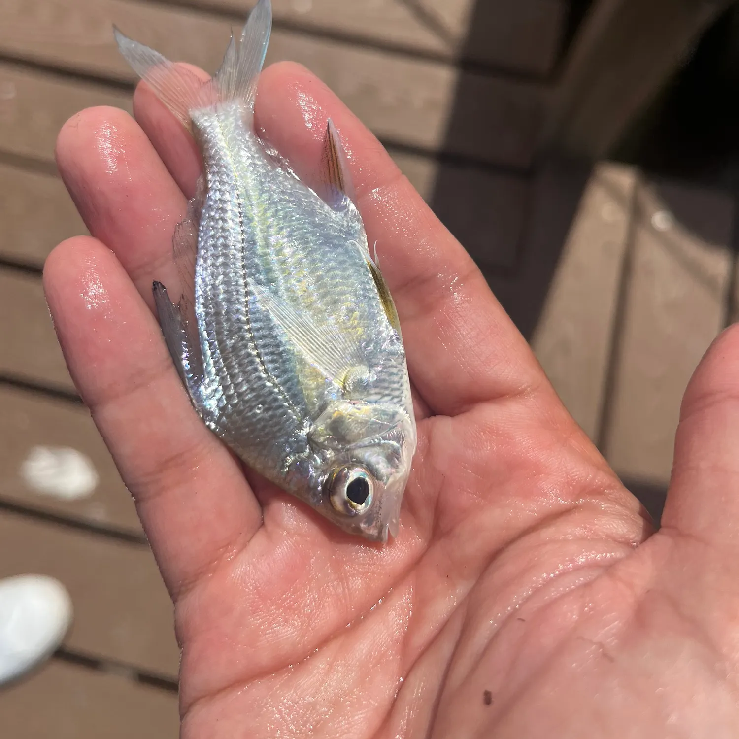 The most recent Slender mojarra catches on Fishbrain