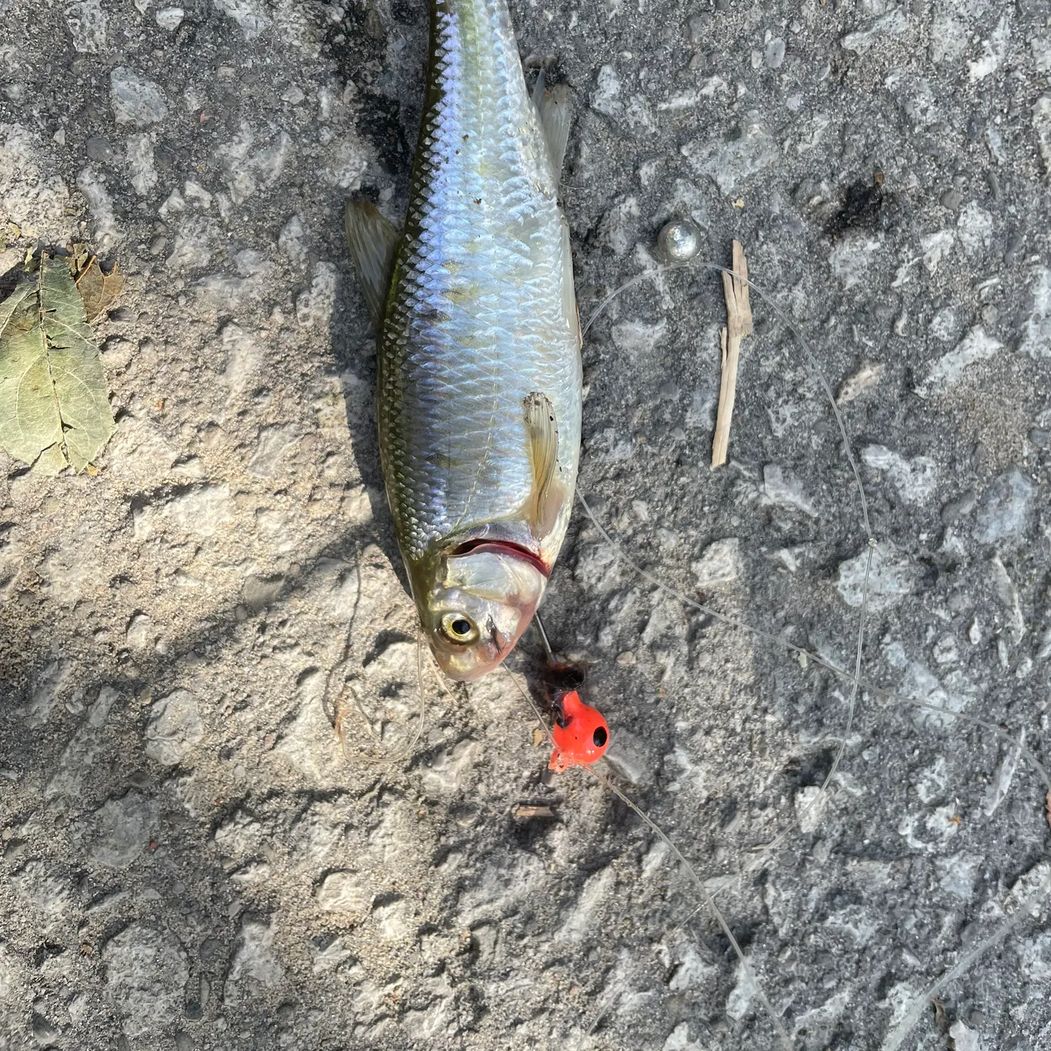 Striped shiner caught on Fishbrain