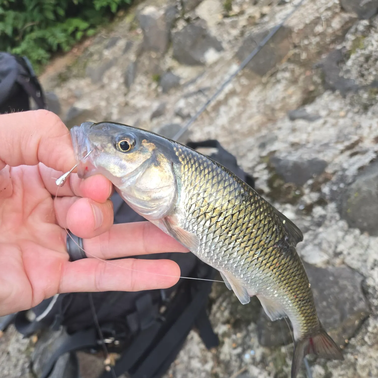 Creek chub caught on Fishbrain