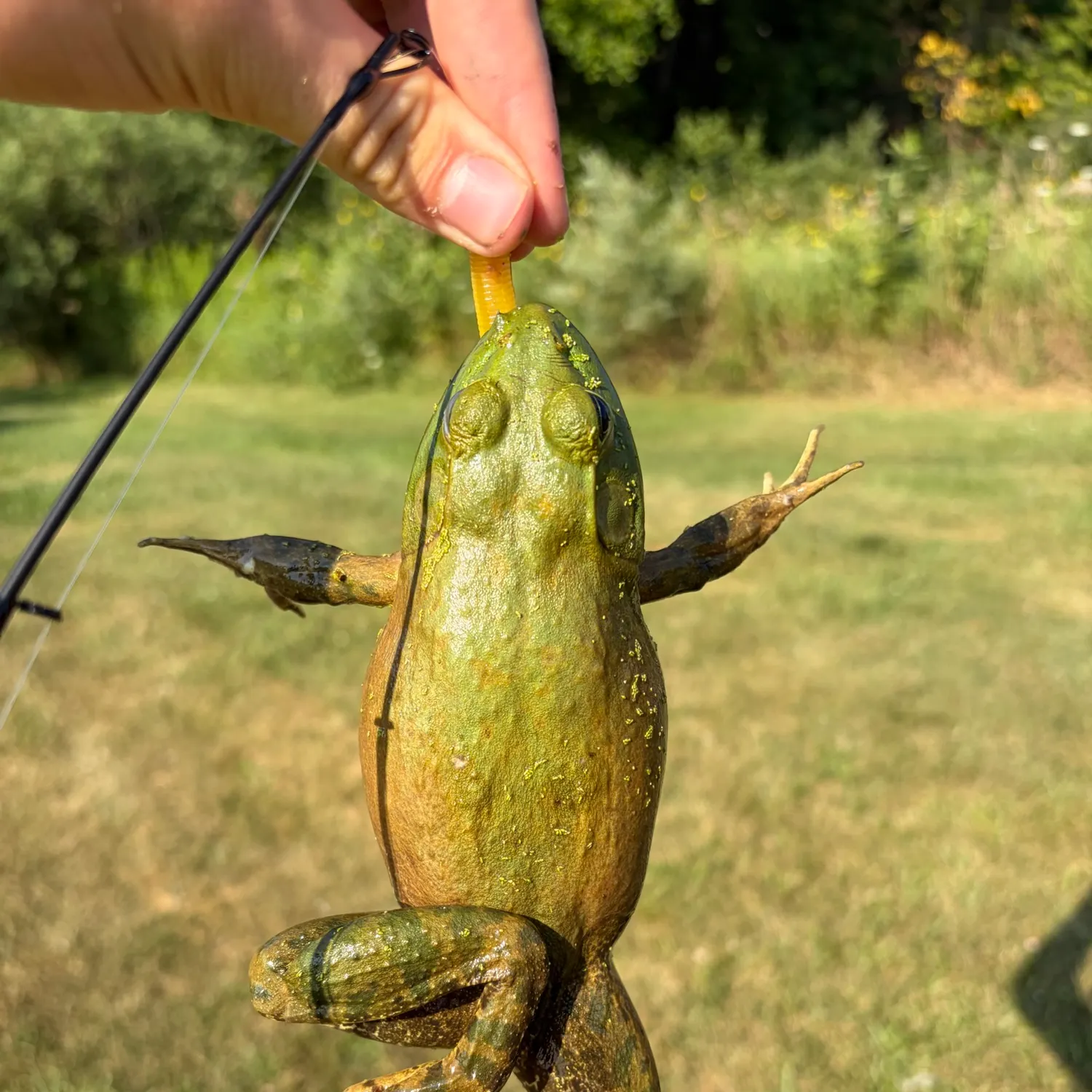 The most recent American bullfrog catches on Fishbrain