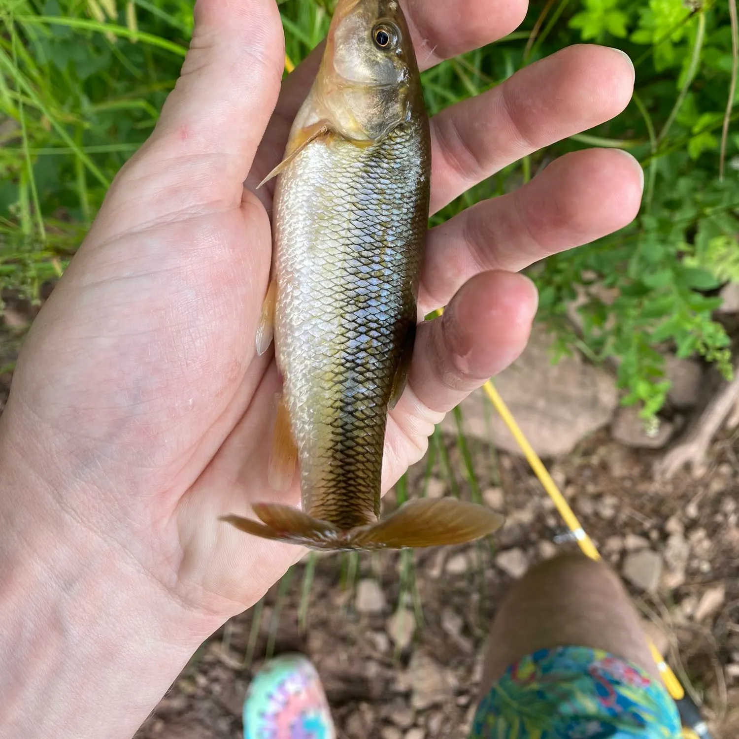 Fish caught on Fishbrain