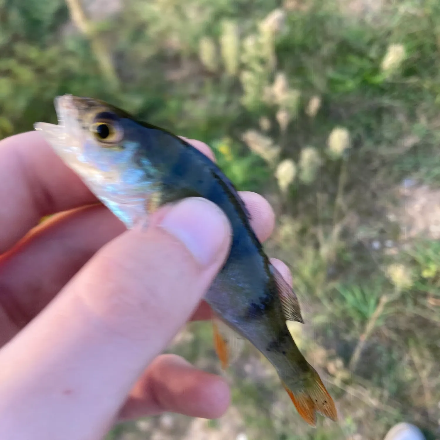 European perch caught on Fishbrain