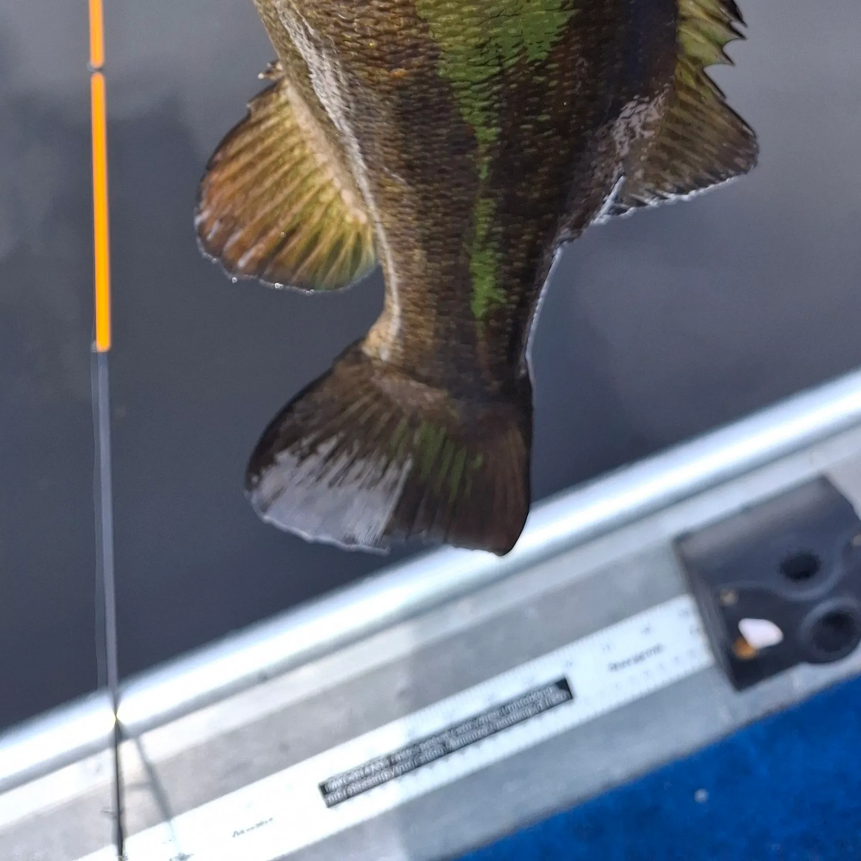 Smallmouth bass caught on Fishbrain