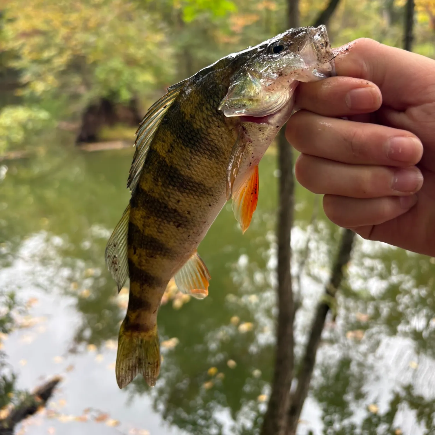 Yellow perch caught on Fishbrain