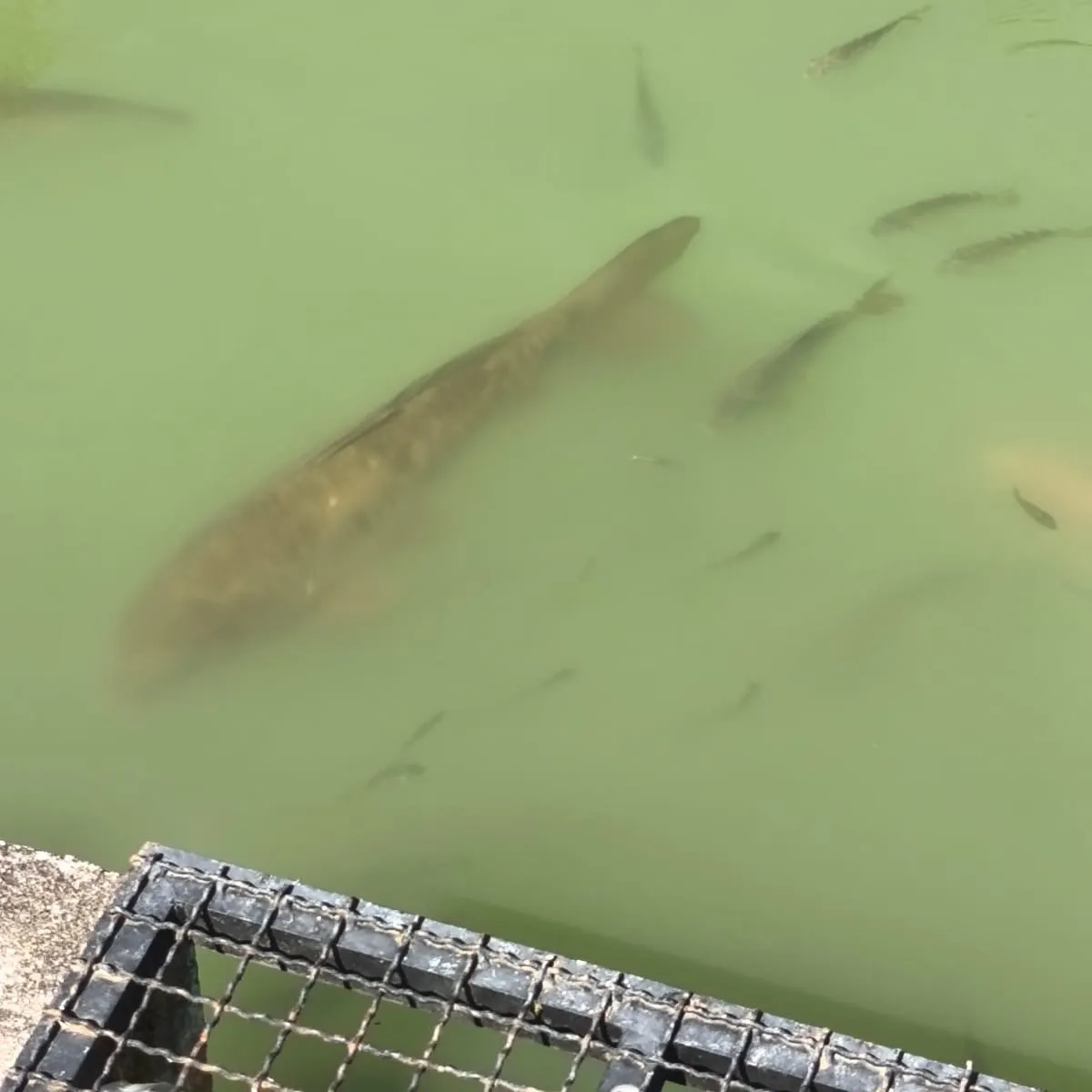 Common carp caught on Fishbrain