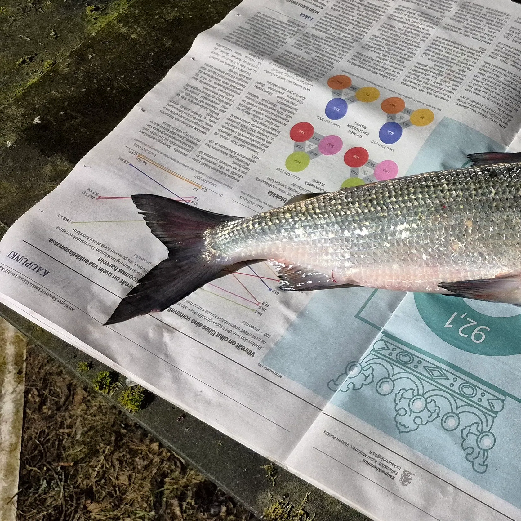 recently logged catches