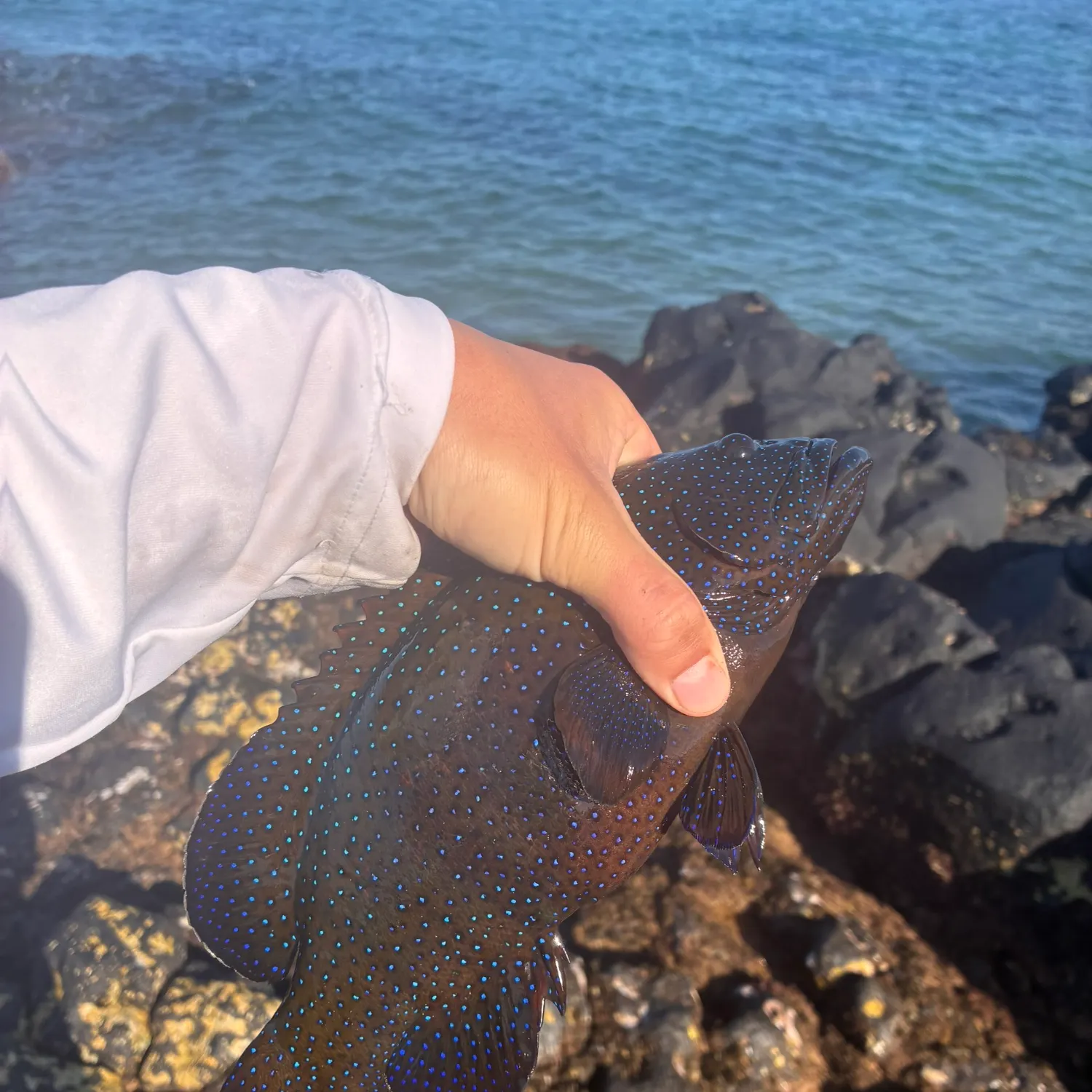 The most recent Peacock hind catches on Fishbrain
