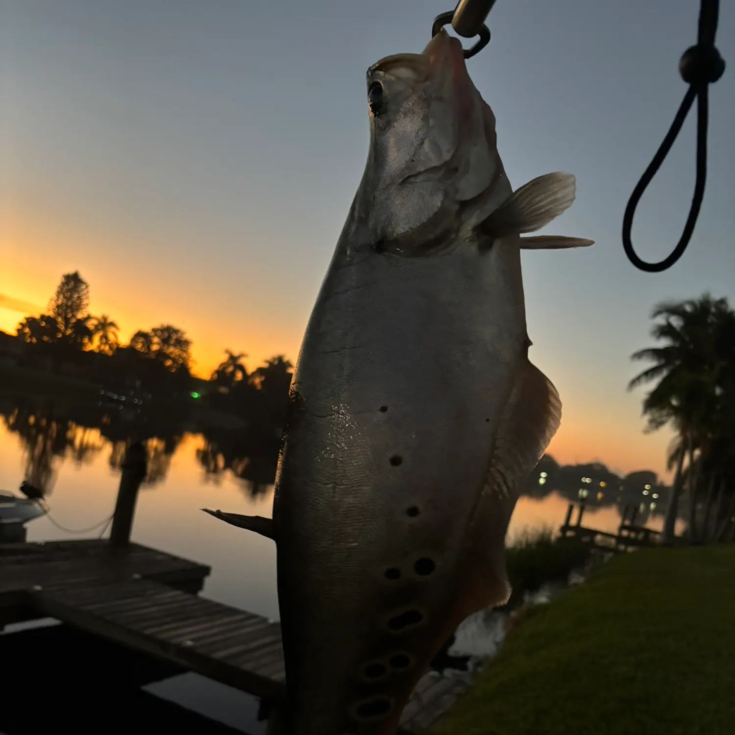 The most recent Clown knifefish catches on Fishbrain