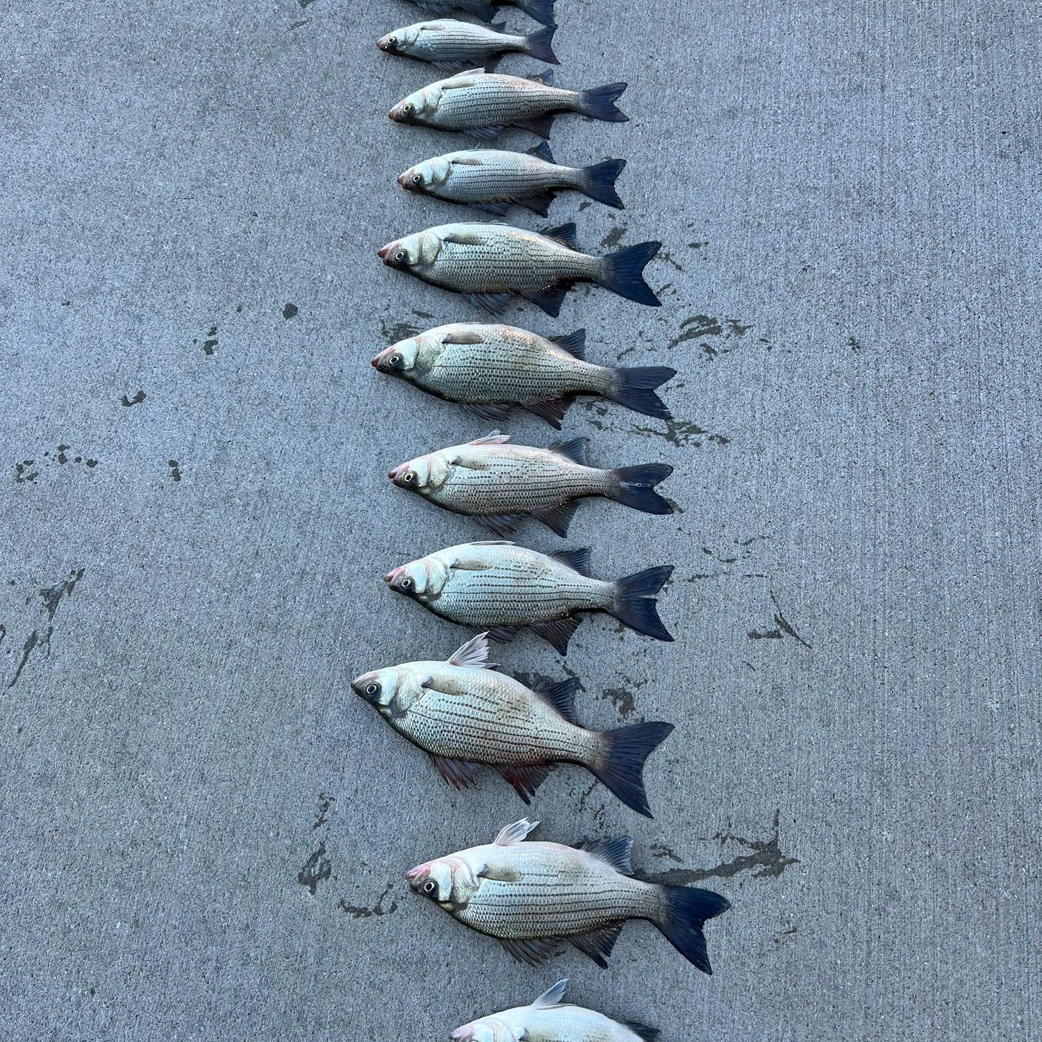 recently logged catches