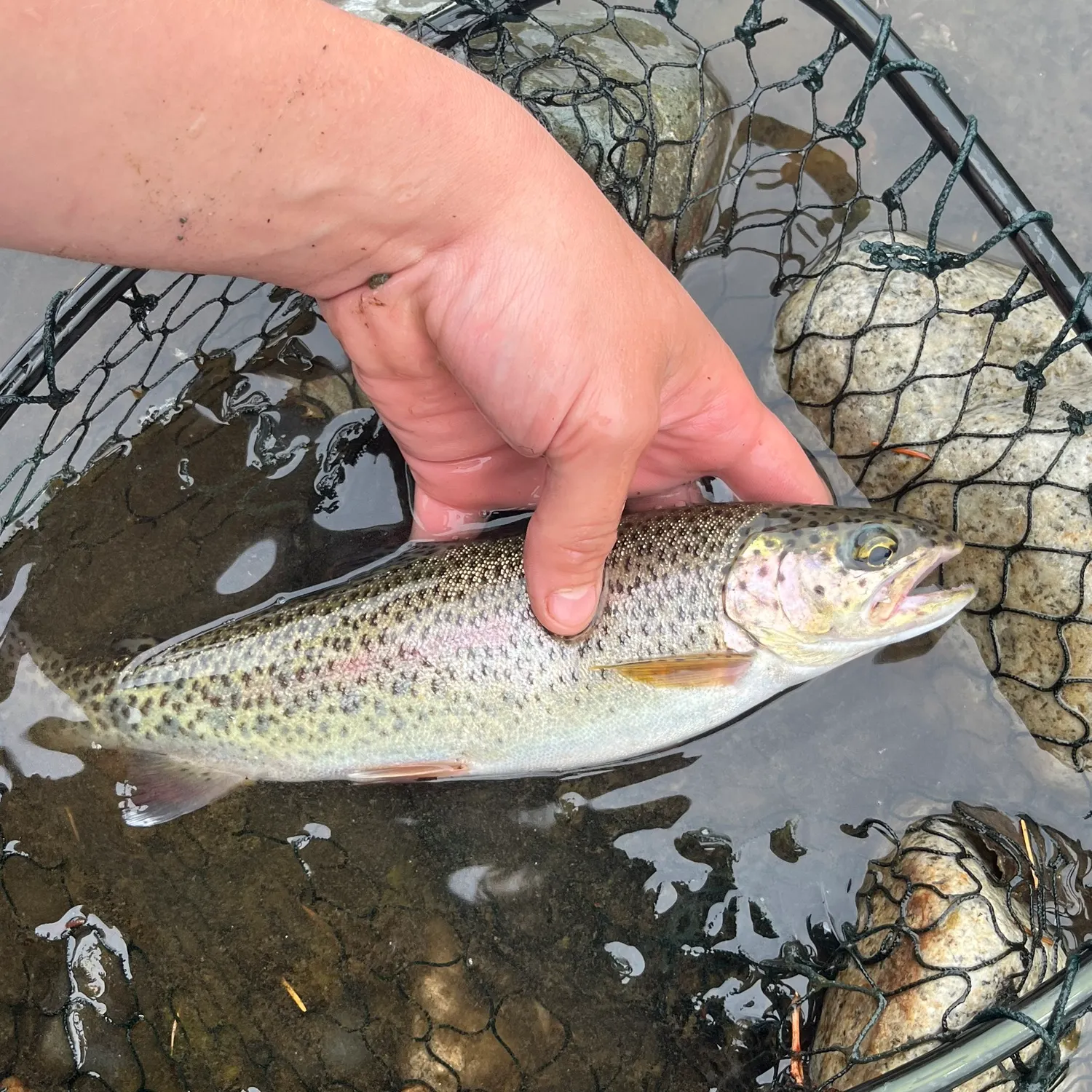 Rainbow trout caught on Fishbrain