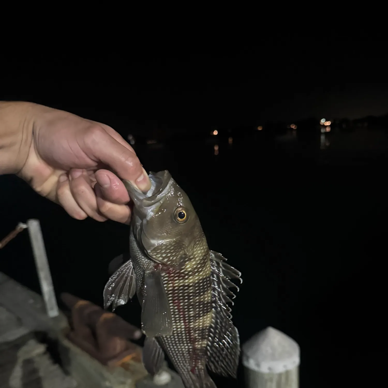 Black sea bass caught on Fishbrain