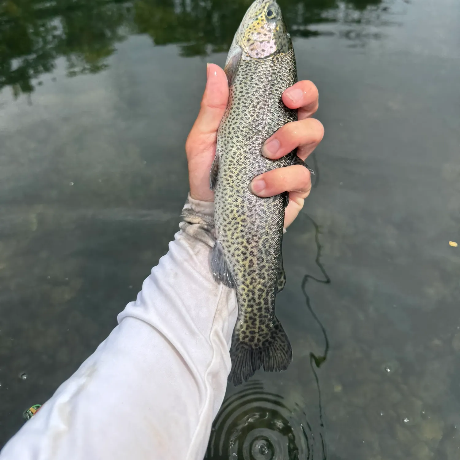 Rainbow trout caught on Fishbrain