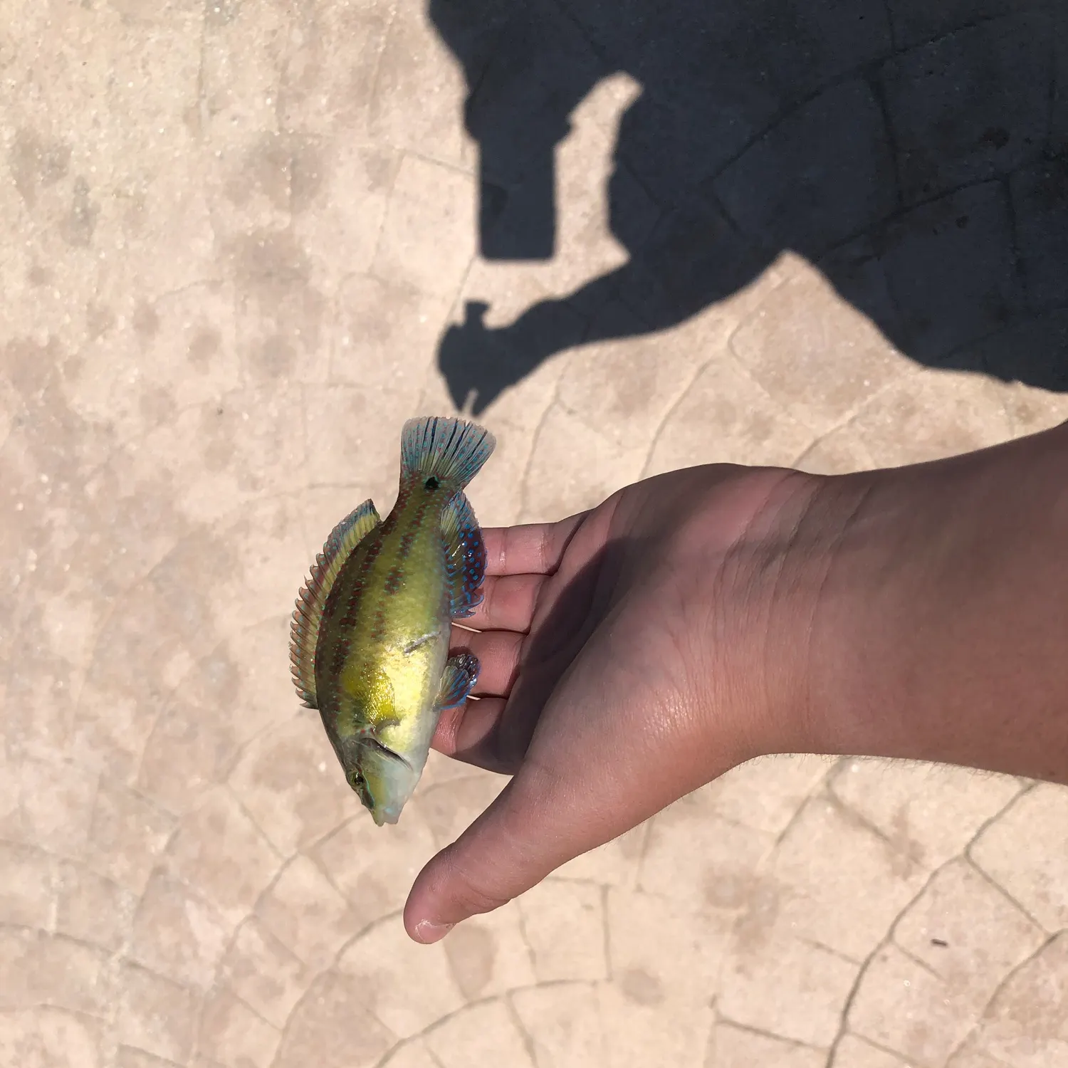 The most recent East Atlantic peacock wrasse catches on Fishbrain