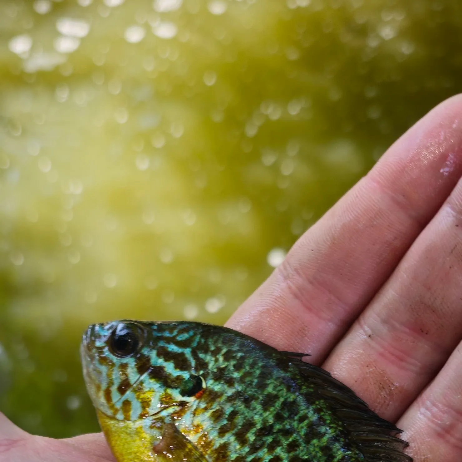 Pumpkinseed caught on Fishbrain
