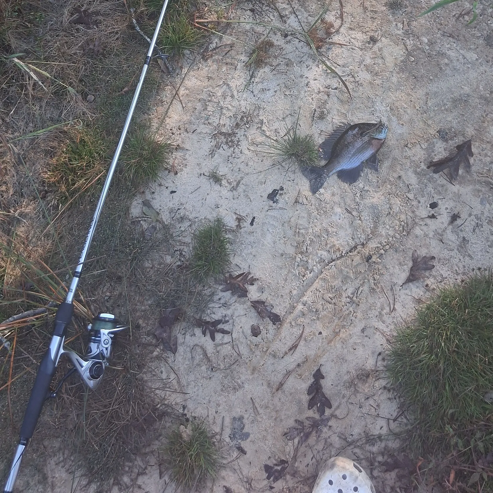 Bluegill caught on Fishbrain