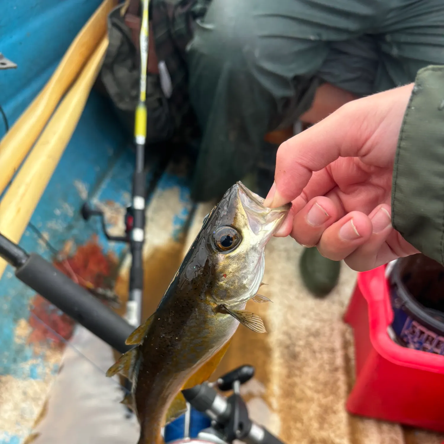 Pollack caught on Fishbrain