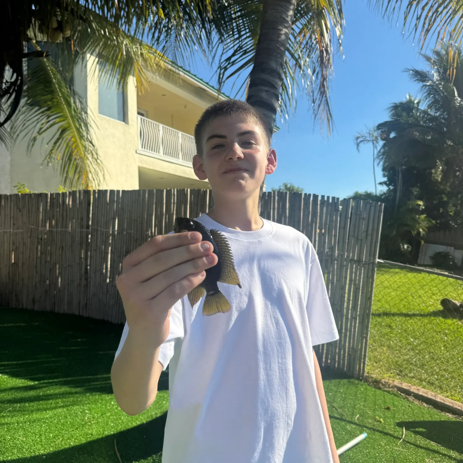 The most recent Mayan cichlid catches on Fishbrain