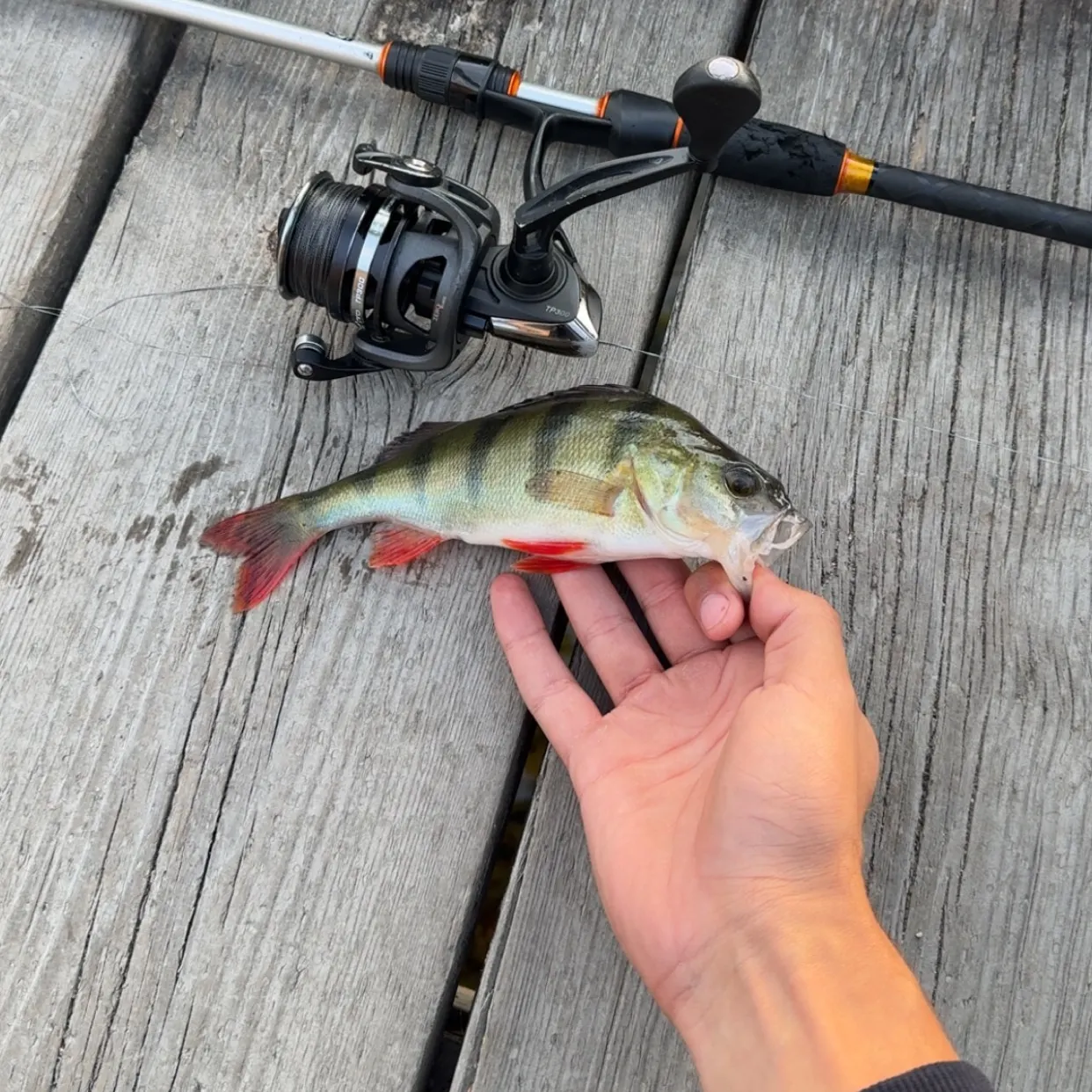 European perch caught on Fishbrain