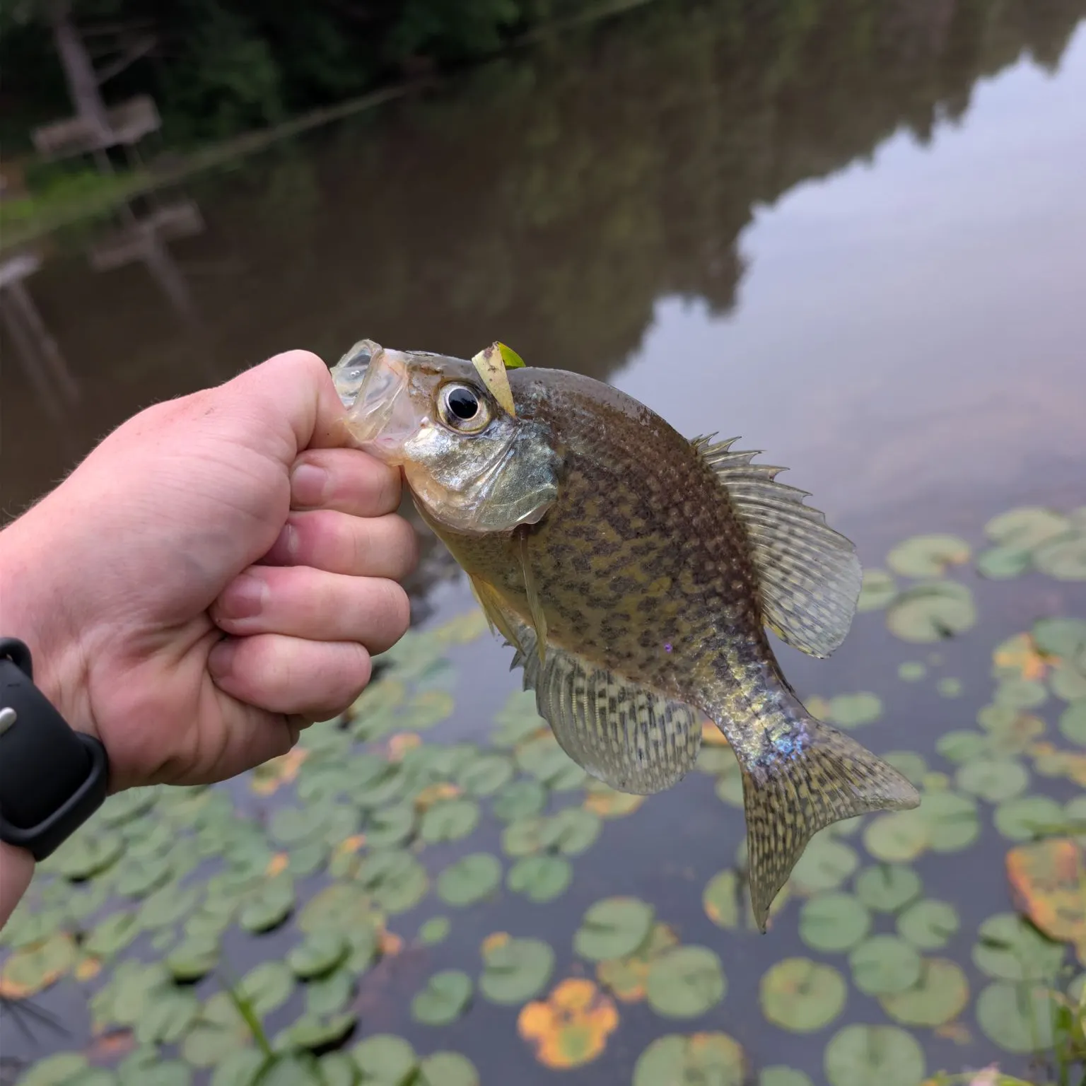 Black crappie caught on Fishbrain