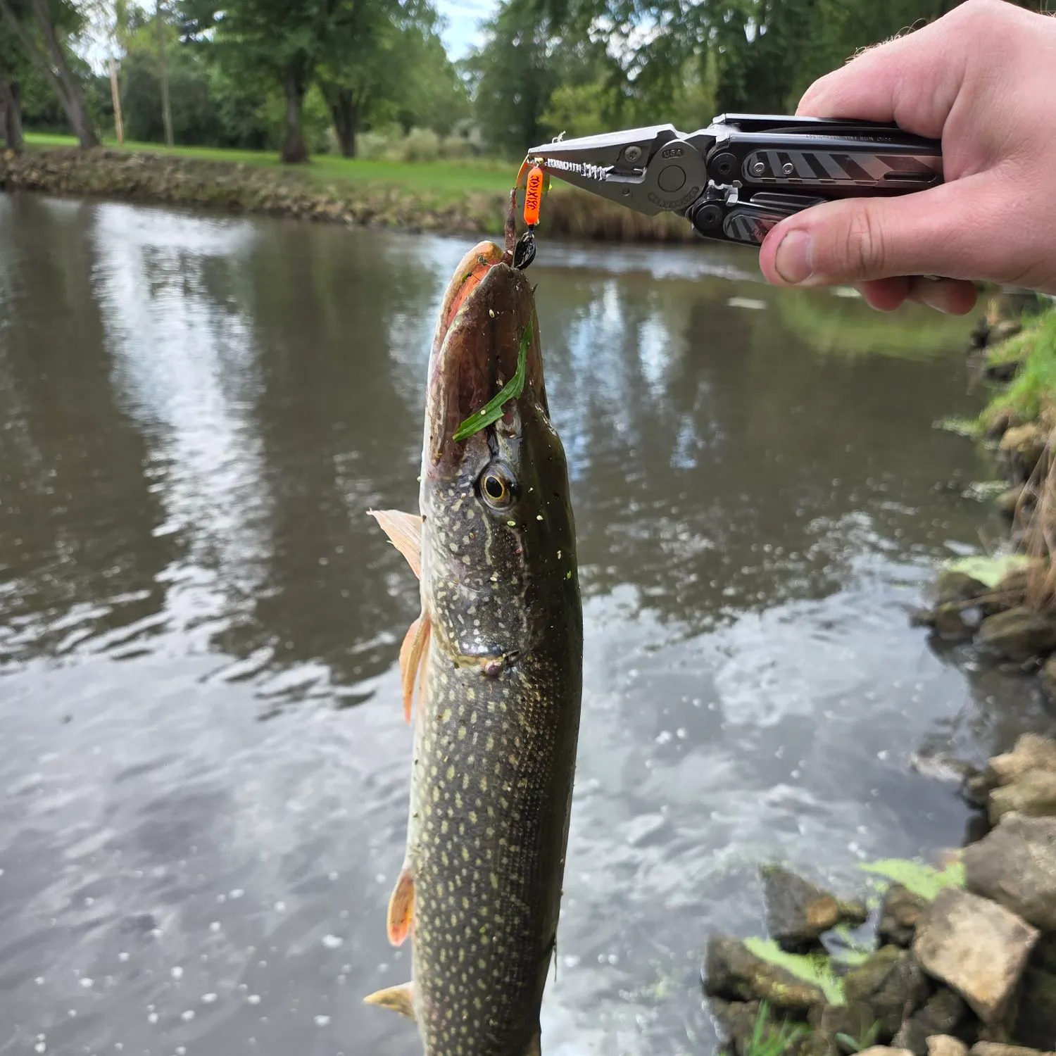 Northern pike caught on Fishbrain
