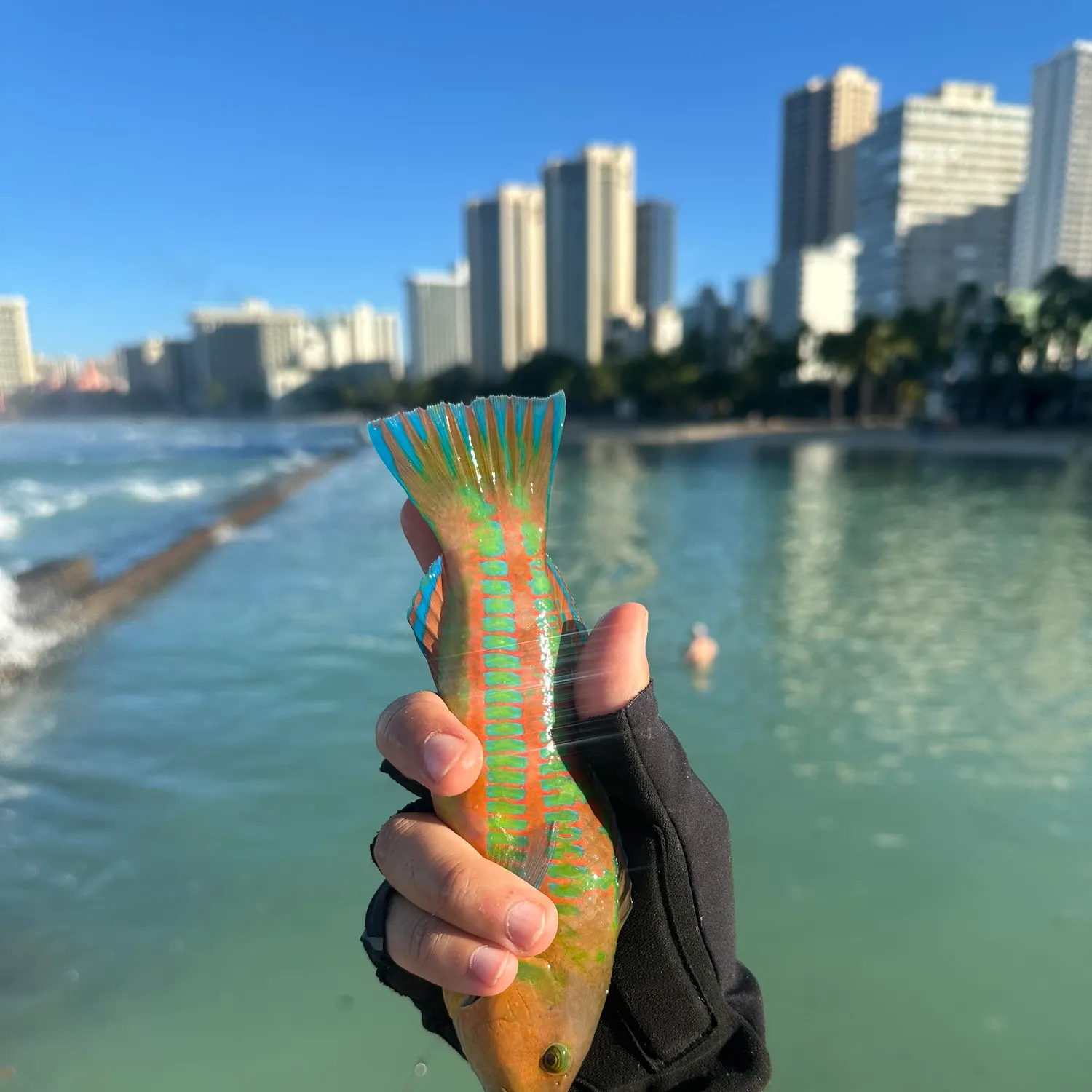 The most recent Christmas wrasse catches on Fishbrain