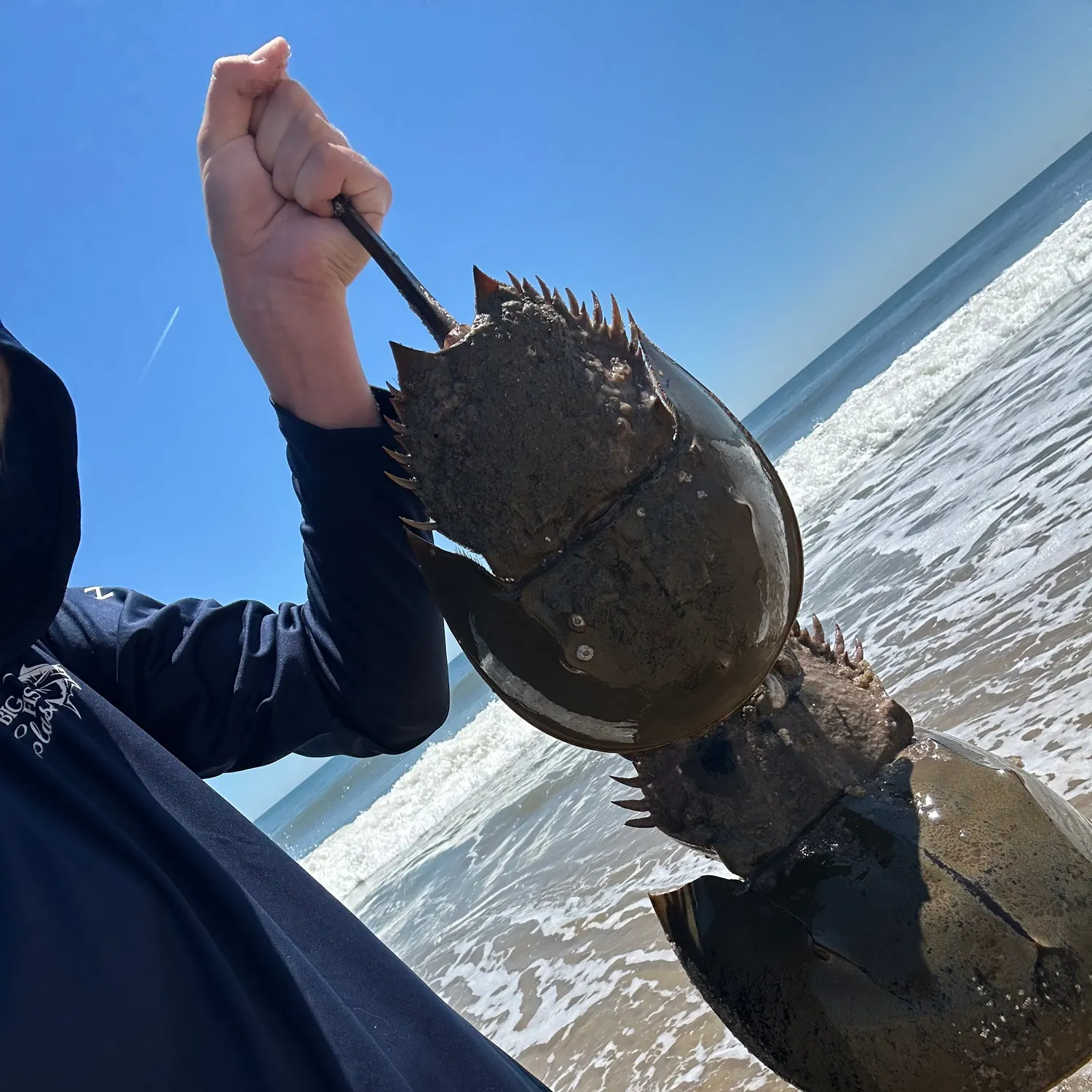 The most recent Atlantic horseshoe crab catches on Fishbrain