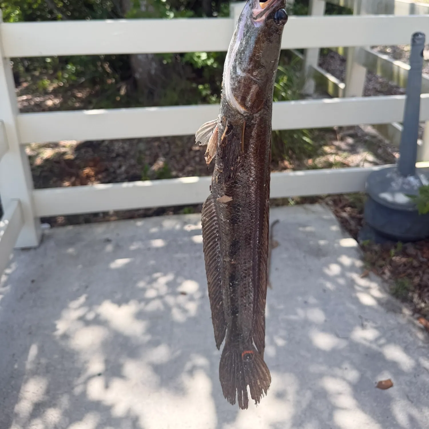 The most recent Bullseye snakehead catches on Fishbrain