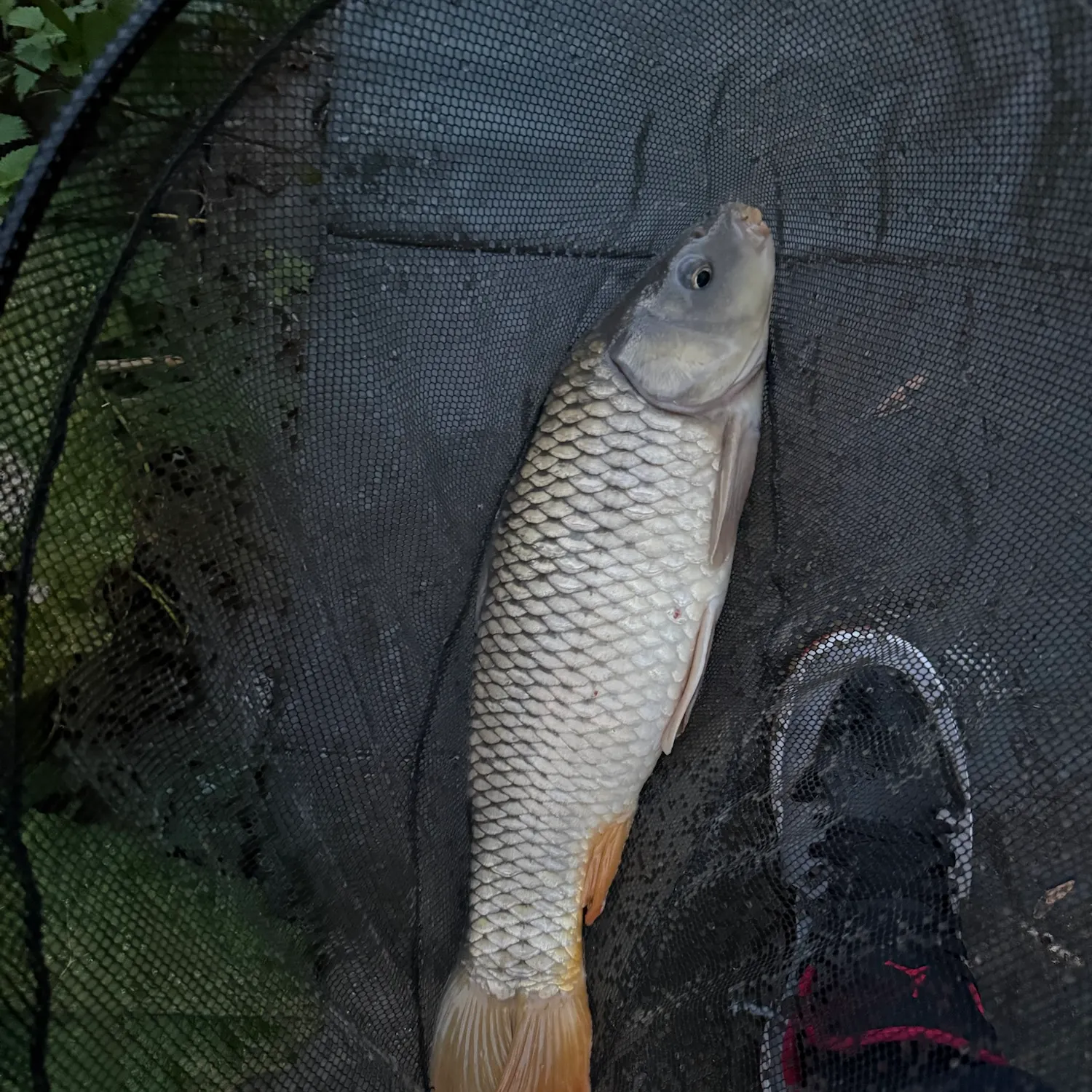 Common carp caught on Fishbrain