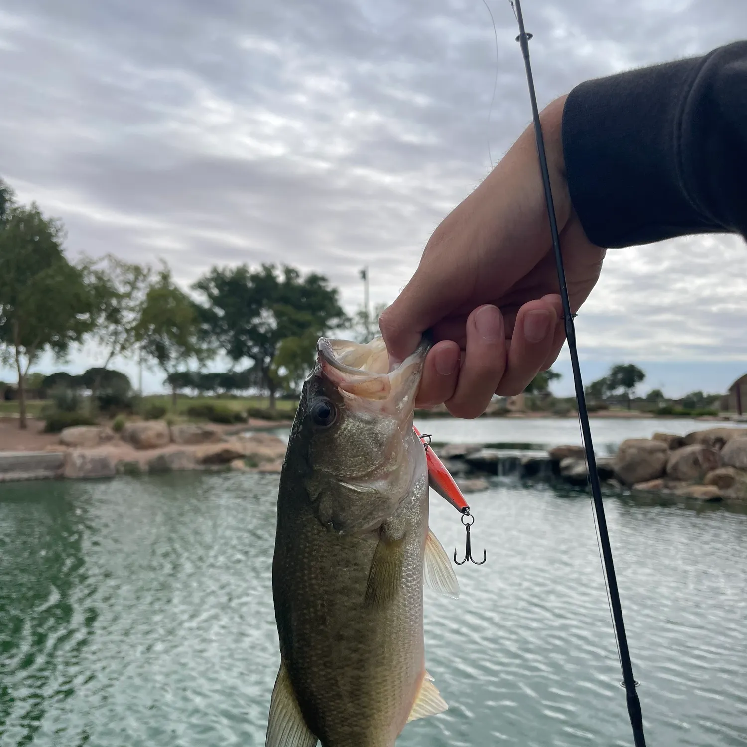 Largemouth bass caught on Fishbrain