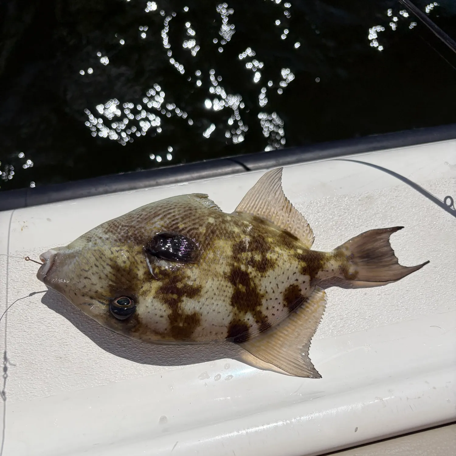 The most recent Grey triggerfish catches on Fishbrain